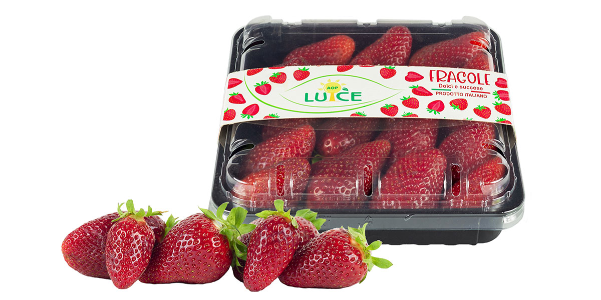 Fragole, entra nel vivo la campagna di Aop Luce